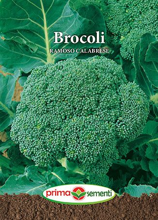 Brocoli ramoso calabrese