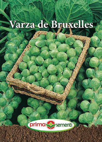 Varza de Bruxelles