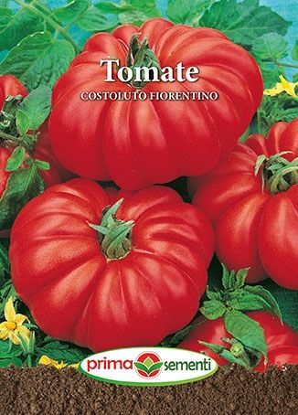 Gp tomate Costoluto Fiorentino