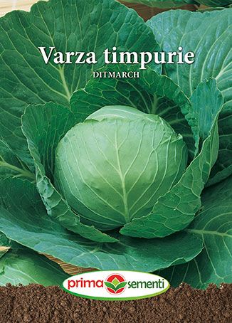 Gp varza timpurie ditmarch