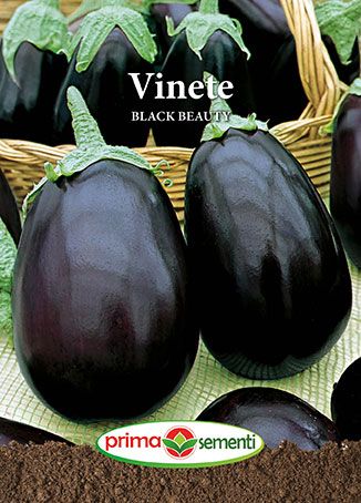 Gp vinete black beauty