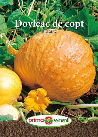 Gp dovleac de copt big max