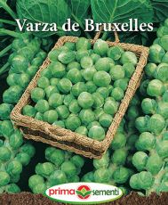 Varza de Bruxelles