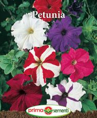 Petunia mix