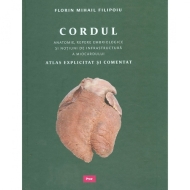 Cordul