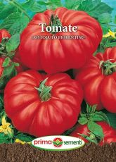 Gp tomate Costoluto Fiorentino