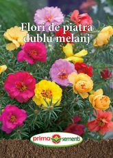 Gp flori de piatra