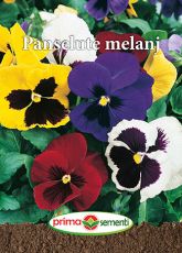Gp panselute melanj